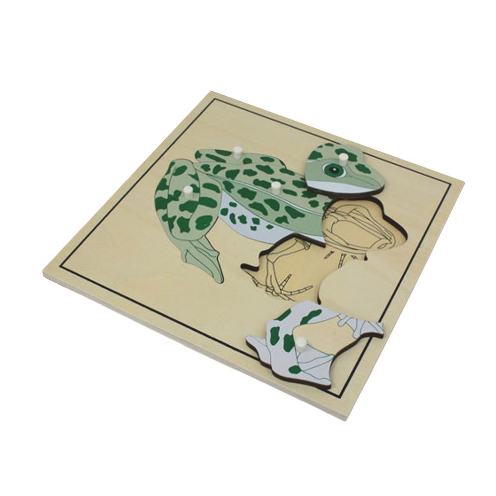Puzzle Squelette de la grenouille